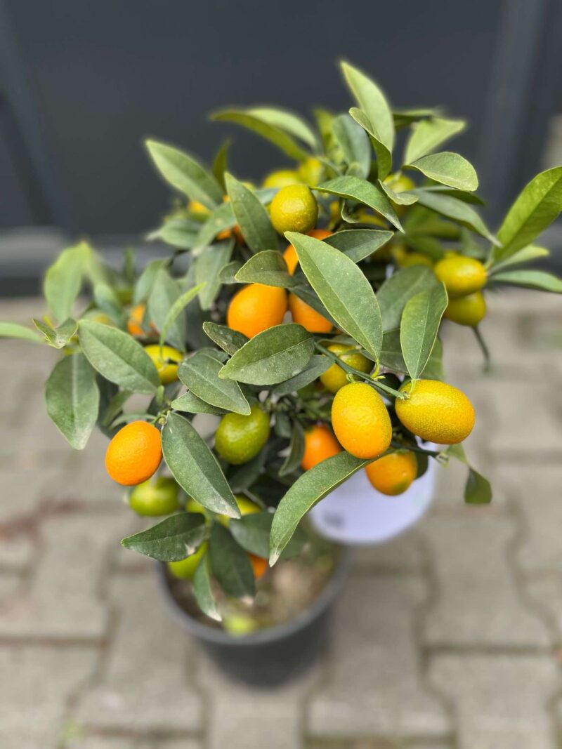 Kumquat (Fortunella japonica) Kumquat (Fortunella japonica)