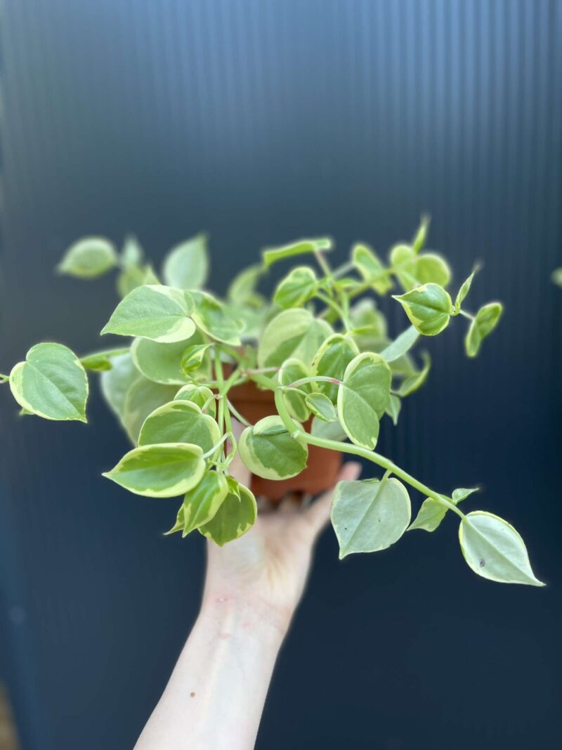 Peperomia scandens ‘Variegata’ Peperomia scandens ‘Variegata’