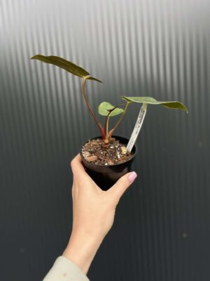 Anthurium Cuyabeno Soul x Anthurium Papillilaminum 
