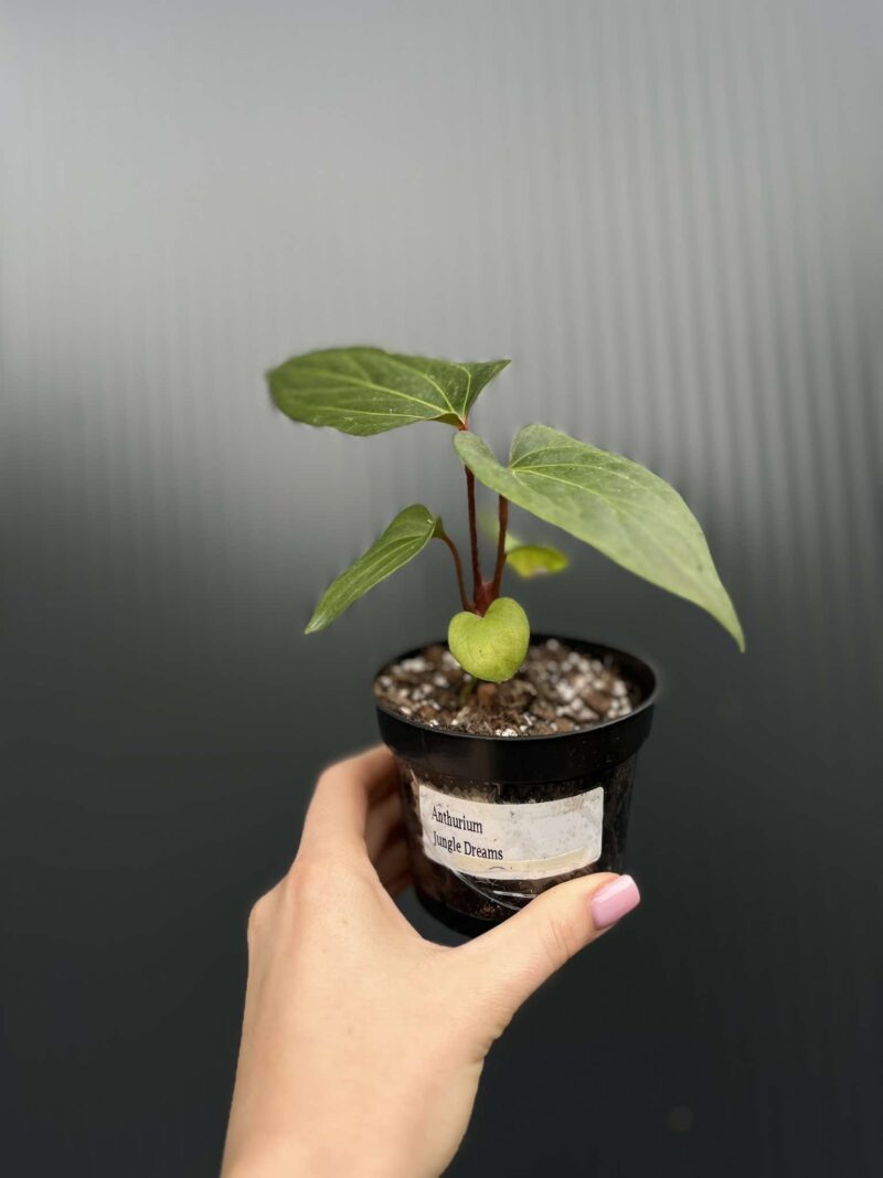 Anthurium Jungle Dreams (Anth. besseae aff x Anth. pinkleyi)