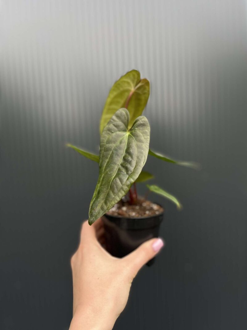 Anthurium Jungle Dreams x Papillilaminum