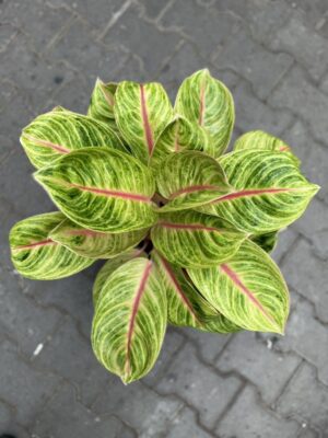 Aglaonema Rose Parakett