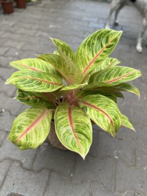 Aglaonema Rose Parakett