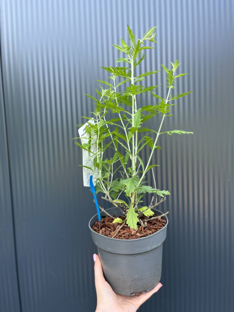 Perovskia atriplicifolia ‘Blue Spire’ – Szałwia rosyjska ‘Blue Spire’