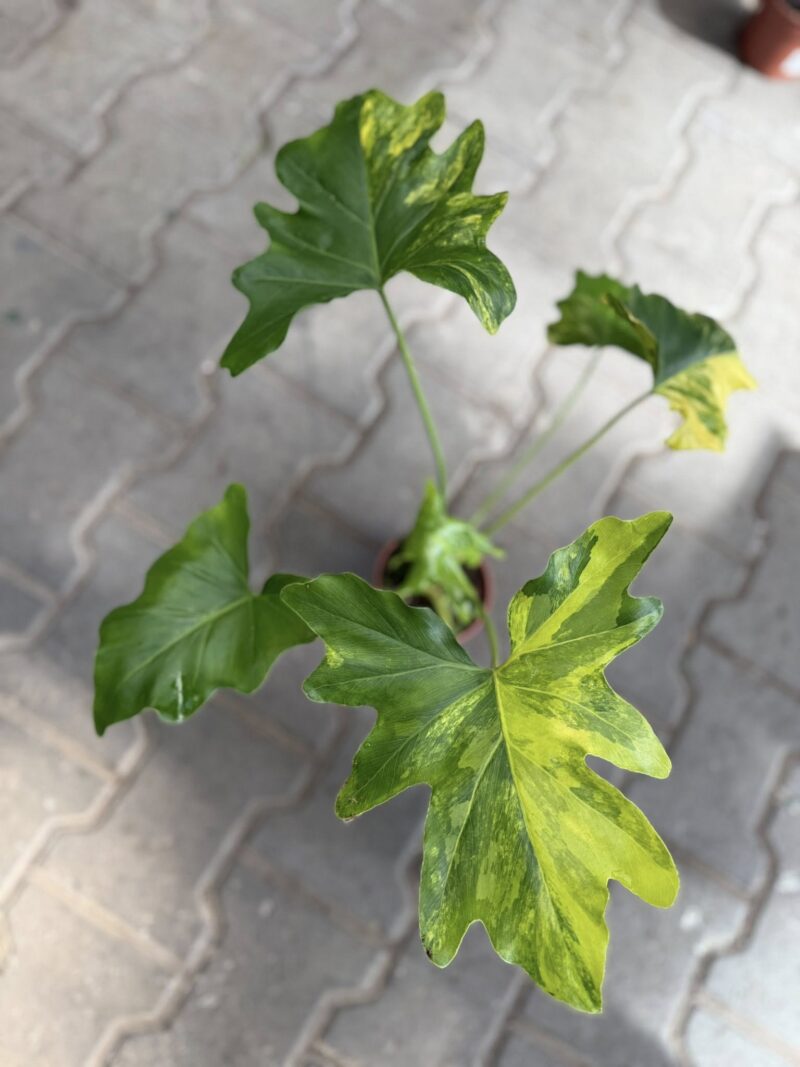 Philodendron Thaumatophyllum Selloum Variegata Philodendron Thaumatophyllum Selloum Variegata