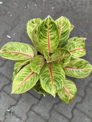 Aglaonema Rose Parakett