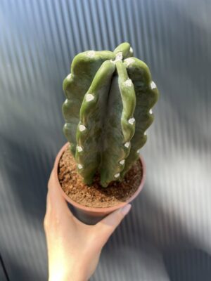 Kaktus Cuddly