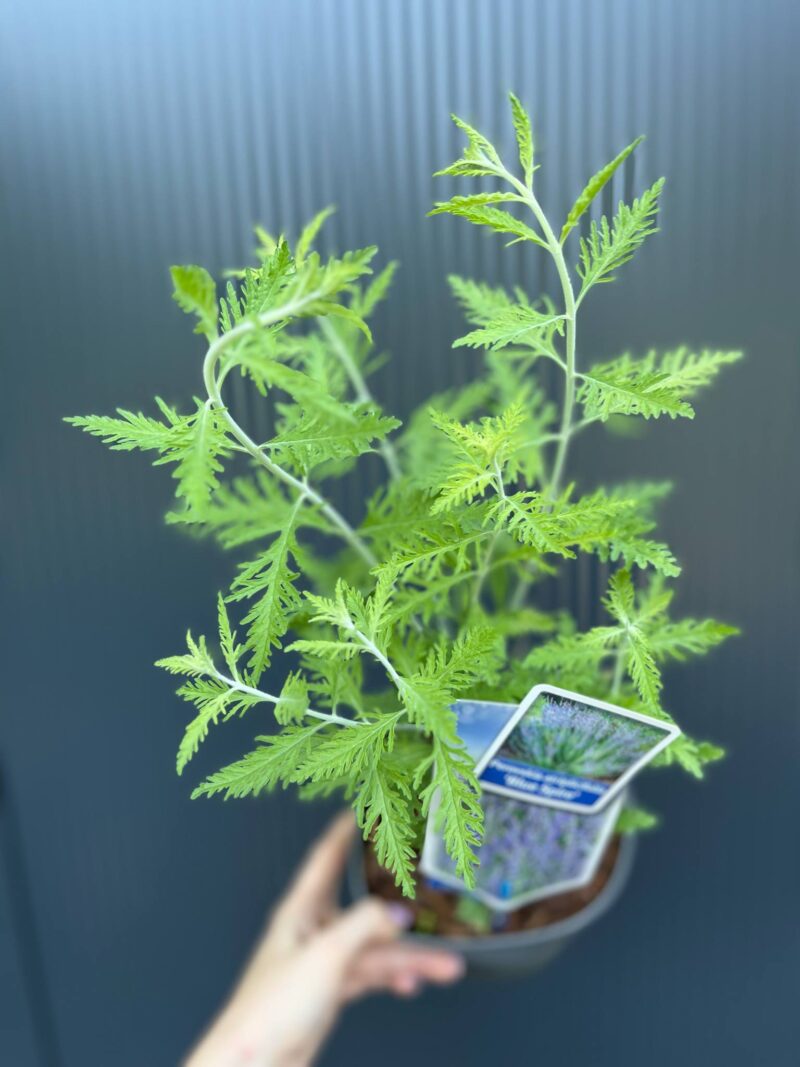 Perovskia atriplicifolia ‘Blue Spire’ – Szałwia rosyjska ‘Blue Spire’