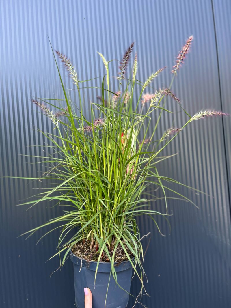 Rozplenica wschodnia “Flamingo”