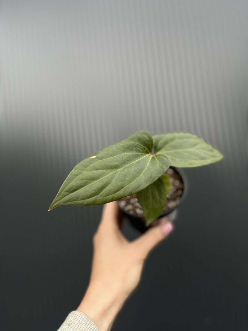 Anthurium Jungle Dreams (Anth. besseae aff x Anth. pinkleyi)