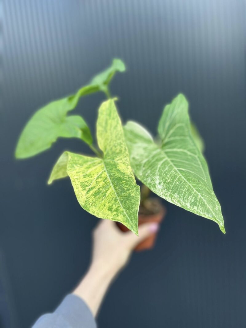 Syngonium Batic Variegata