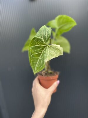 Syngonium Batic Variegata
