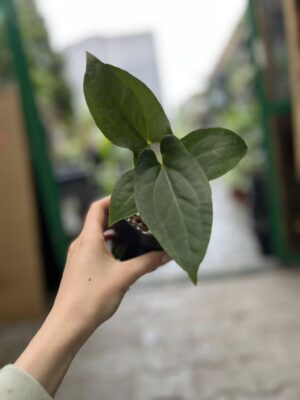 Anthurium Amazon Rabbit