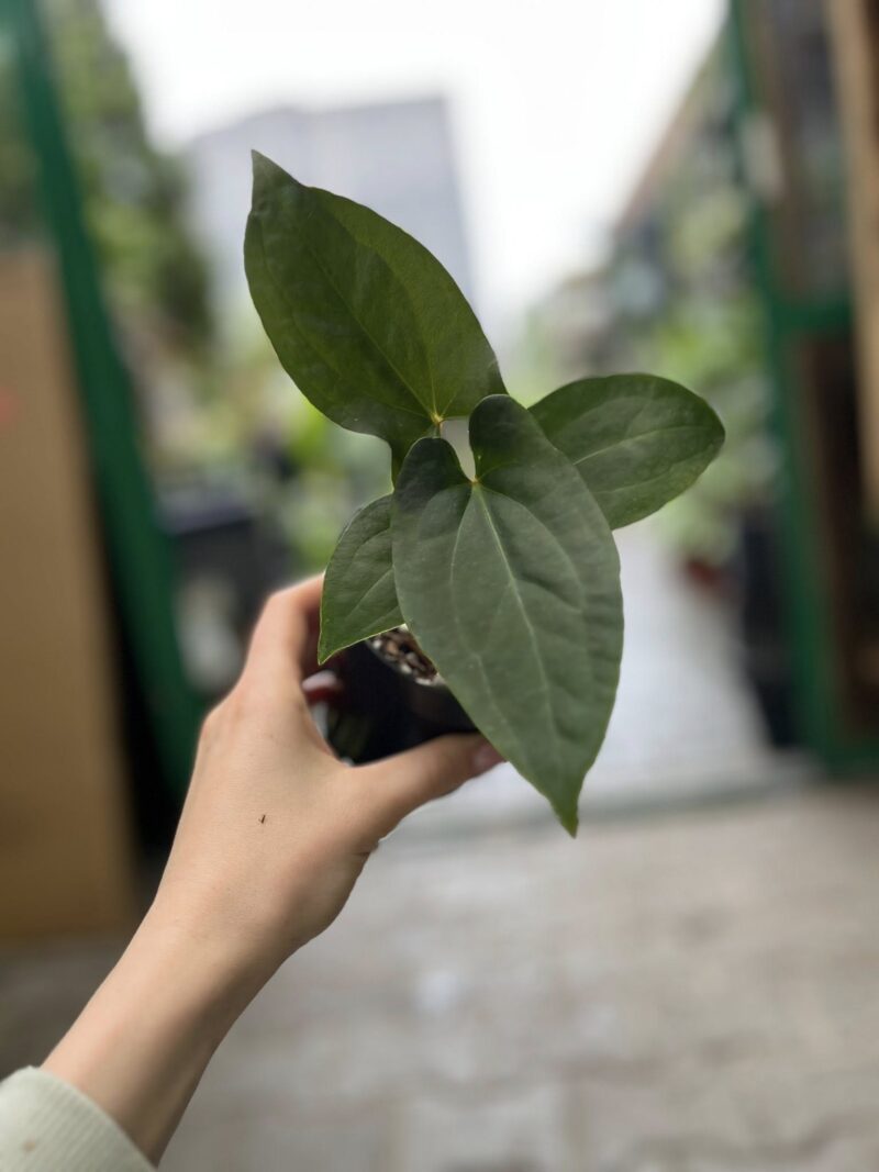 Anthurium Amazon Rabbit