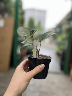 Anthurium Amazon Rabbit