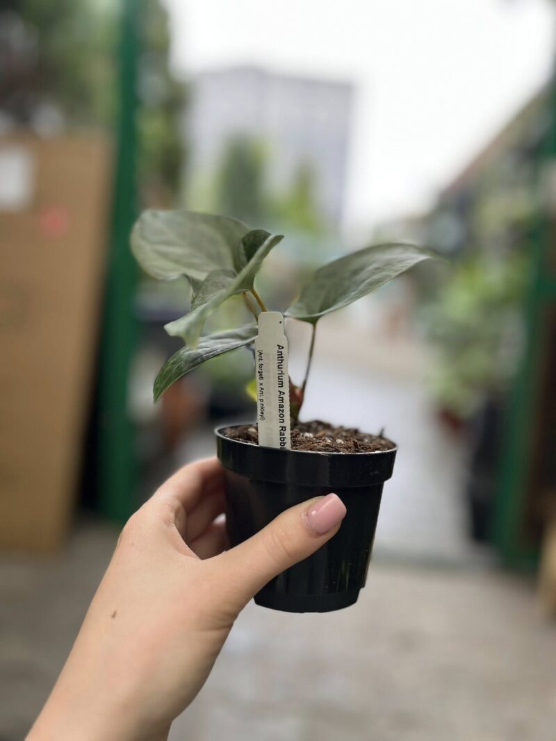 Anthurium Amazon Rabbit