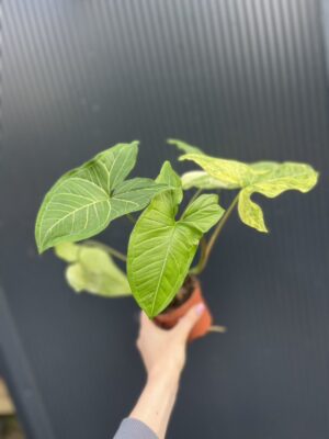 Syngonium Batic Variegata