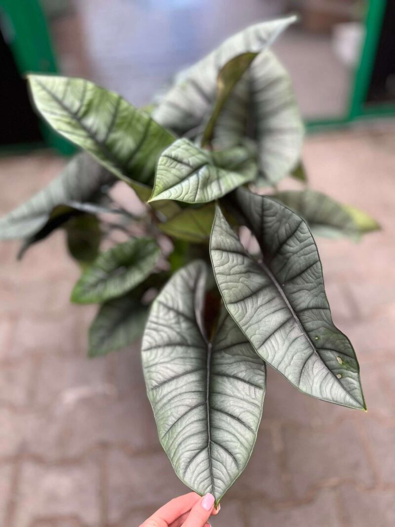 Alocasia Platinum XXL Alocasia Platinum XXL