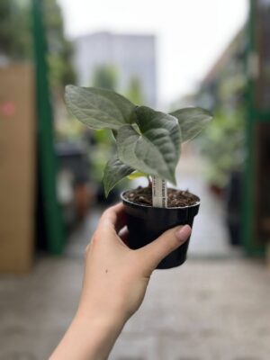 Anthurium Amazon Rabbit