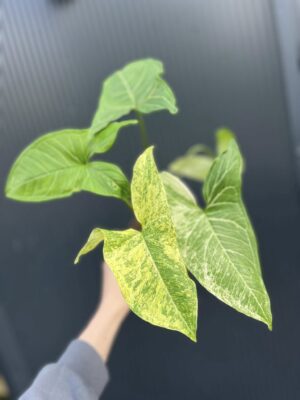 Syngonium Batic Variegata