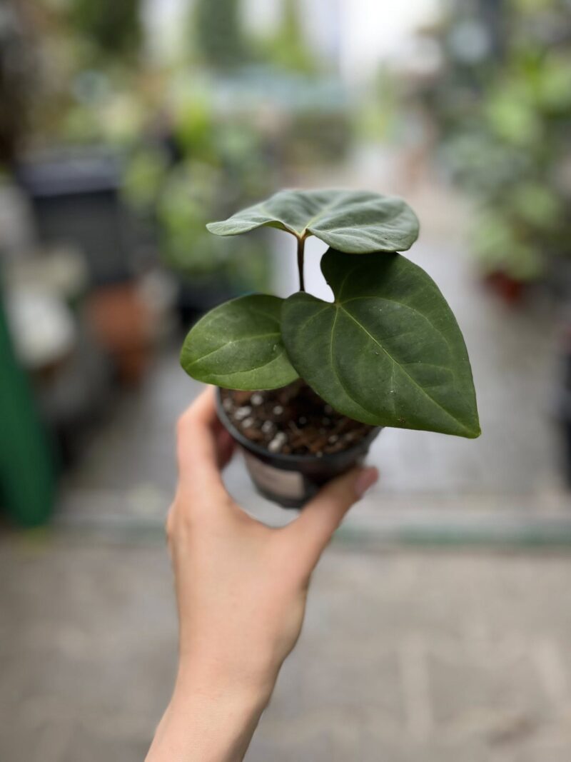 Anthurium Eliarmijos Inspirations (Dressleri x Andean Moon)