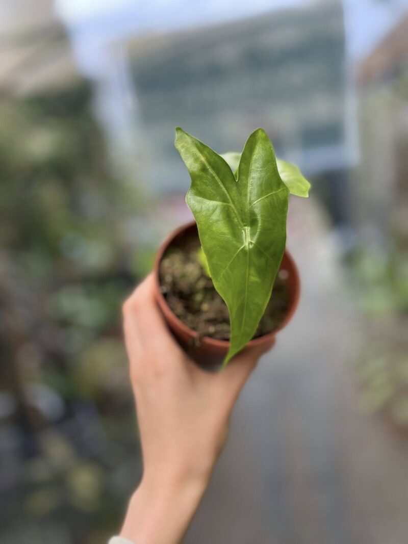 Alocasia Batwing Alocasia Batwing