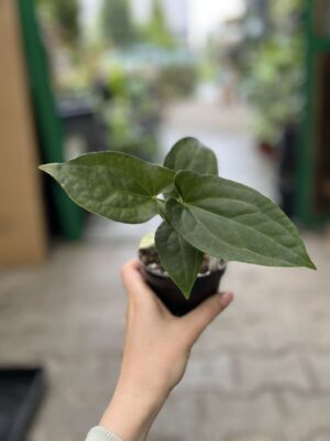 Anthurium Amazon Rabbit