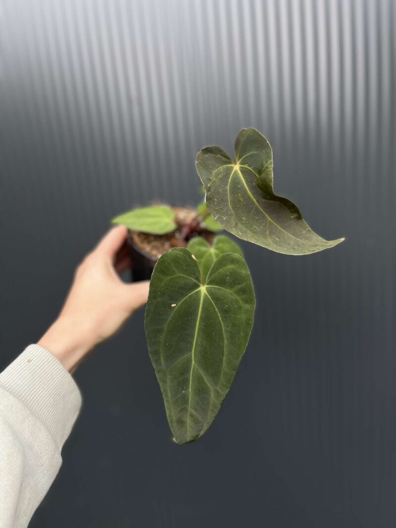 Anthurium Shuar Soul Inverse Crossing x Anthurium Papillilaminum Anthurium Shuar Soul Inverse Crossing x Anthurium Papillilaminum