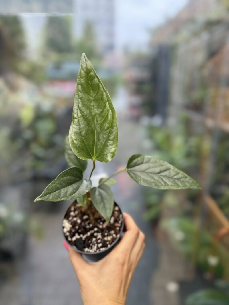 Anthurium Ivanportillae x Luxurians