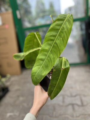 Philodendron Patriciae