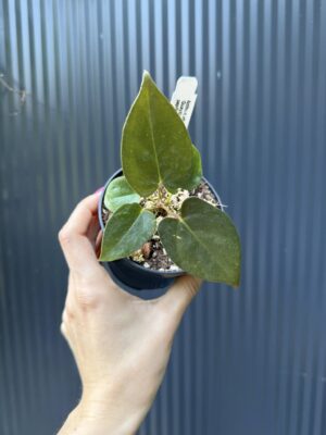 Anthurium Longissimilobum ‚Guayzimi’ x Anthurium Papillilaminum