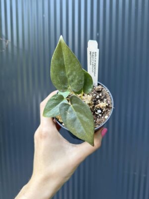 Anthurium Longissimilobum ‚Guayzimi’ x Anthurium Papillilaminum