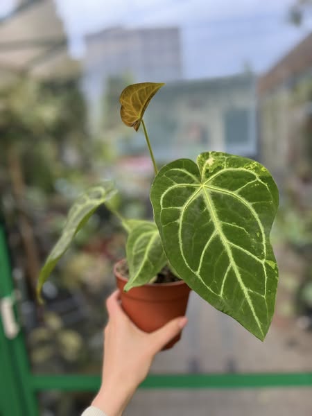 Anthurium Magnificum Variegata Anthurium Magnificum Variegata