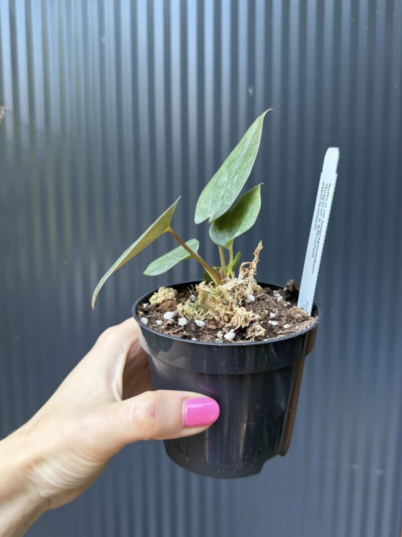 Anthurium Longissimilobum ‚Guayzimi’ x Anthurium Papillilaminum