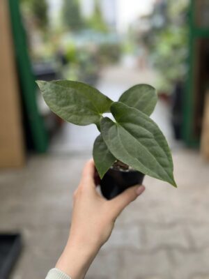 Anthurium Amazon Rabbit