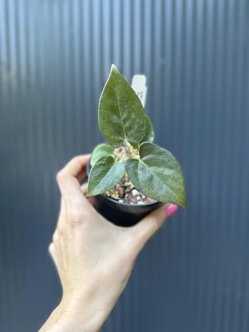 Anthurium Longissimilobum ‚Guayzimi’ x Anthurium Papillilaminum