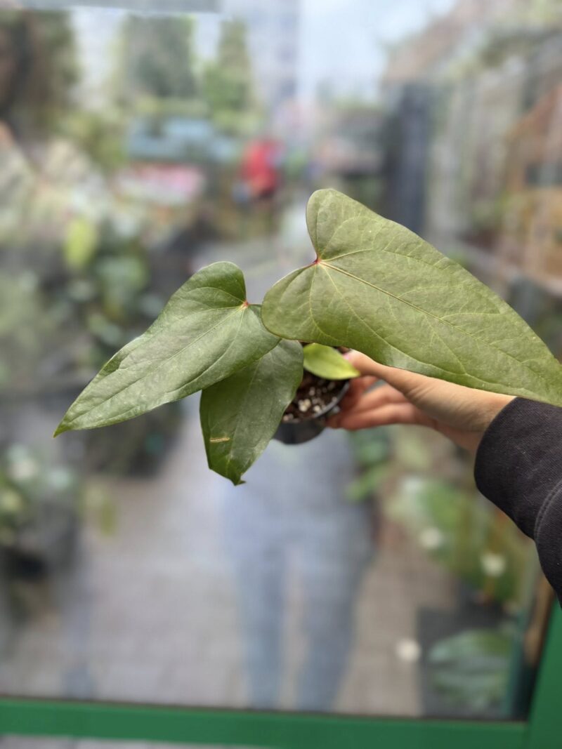 Anthurium Cuyabeno Soul x Nigrolaminum ‘Gigi’ Anthurium Cuyabeno Soul x Nigrolaminum ‘Gigi’