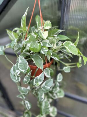 Epipremnum n’Joy