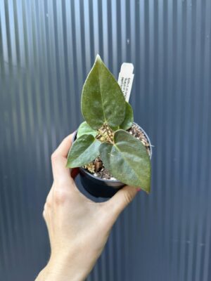Anthurium Longissimilobum ‚Guayzimi’ x Anthurium Papillilaminum