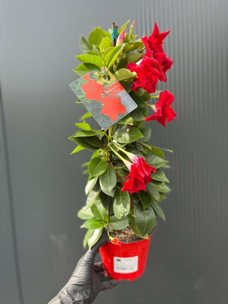 Dipladenia – Sundaville Red