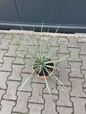 Yucca rostrata