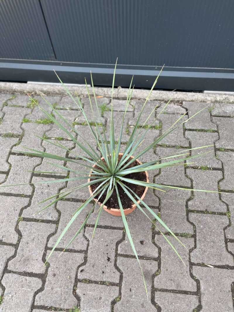 Yucca rostrata