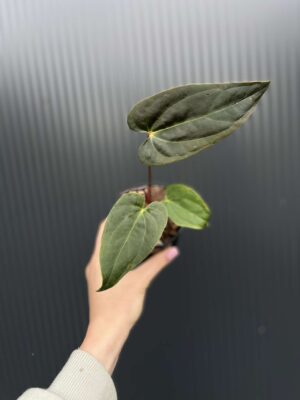 Anthurium Cuyabeno Soul x Anthurium Papillilaminum 