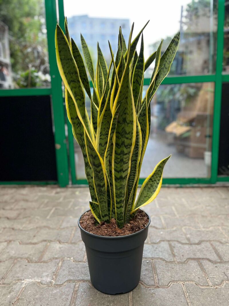 Sansevieria trifasciata ‘Laurentii’ (Sansewieria gwinejska) Sansevieria trifasciata ‘Laurentii’ (Sansewieria gwinejska)