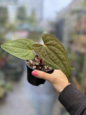 Anthurium ‘Luxury Dreams Fantasy’ x Papillilaminum
