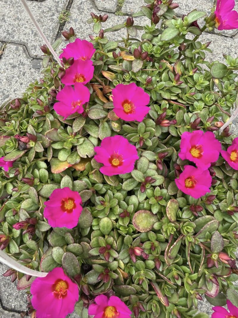 Portulaca grandiflora Portulaca grandiflora