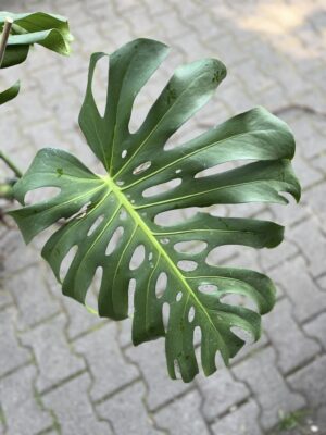 Monstera Variegata Aurea XL ( Sport z nasion) nr 2