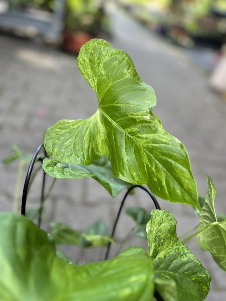 Anthurium Baloanum Variegata Anthurium Baloanum Variegata