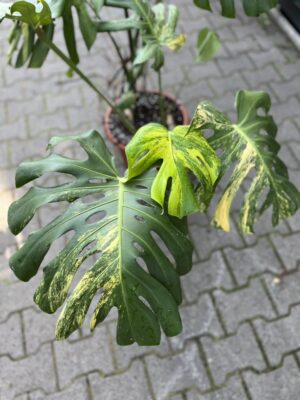 Monstera Variegata Aurea XL ( Sport z nasion) nr 2