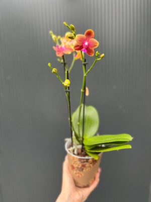 Phalaenopsis Bolgheri | Storczyk Pachnący